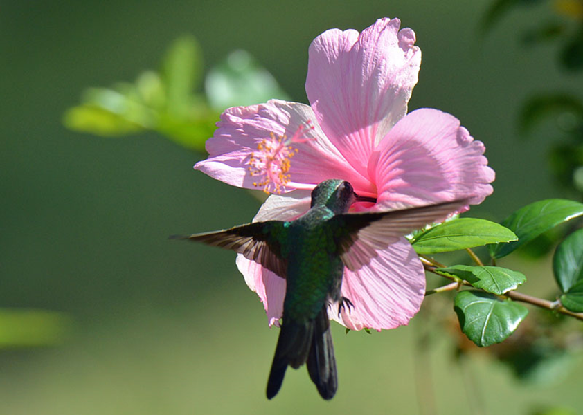 kolibrikuba.jpg